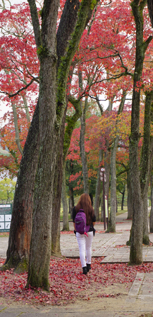 Nara, Japan - Nov 3, 2014. People enjoying at Japanese garden in autumn, Nara, Japan. In autumn, Nara is a popular destination for viewing fall foliage.のeditorial素材