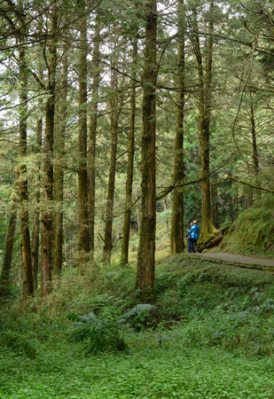 Alishan, Taiwan - Apr 1, 2015.  People walking in Alishan forest amusement park in the springtime in Taiwan.のeditorial素材