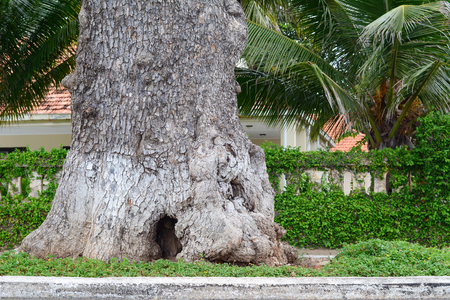 Old tree and green leaves on the countryside road.の写真素材