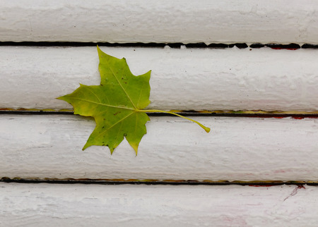 Green leaf on the woodの写真素材