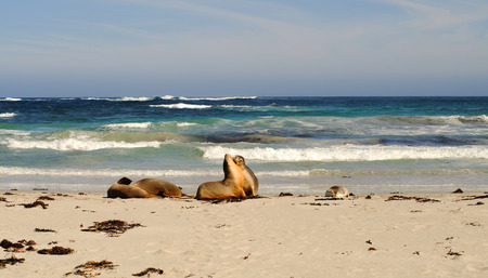 Seals at Seal Bay in Kangaroo Island, South Australia.の写真素材