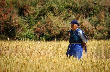 Yunnan, China - Apr 24, 2014. A farmer works in a rice field in Yunnan, China. For many farmers rice is the main source of income (around $800 annual).のeditorial素材