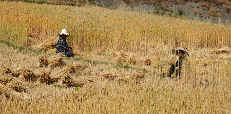 Yunnan, China - Apr 24, 2014. Chinese people work in a rice field in Yunnan, China. For many farmers rice is the main source of income (around $800 annual).のeditorial素材
