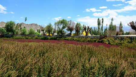 Beautiful mountains with flower field at sunny day in Ladakh, India.の写真素材