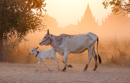 Cows walking on dusty road at sunset in Bagan, Myanmar.の写真素材