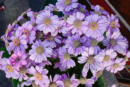 Purple daisy flowers at the gardenの写真素材