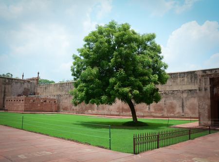 Agra Fort with the tree. The fort was built by the Mughals, can be more accurately described as a walled city in Agra, India.のeditorial素材