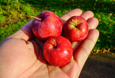 Farmer hands with freshly harvested apples.の写真素材