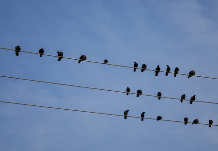Group of birds sitting on wires.