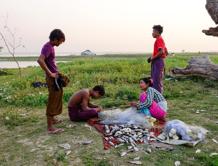 Mandalay, Myanmar - Feb 20, 2016. People harvest fish near Ubein bridge on morning in Mandalay, Myanmar.のeditorial素材