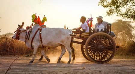 Bagan, Myanmar - Feb 19, 2016. Ox cart carrying tourists on dusty road at sunset in Bagan, Myanmar.のeditorial素材