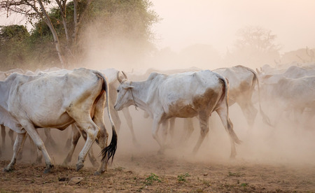 Cows walking on dusty road at sunset in Bagan, Myanmar. Bagan is an ancient city located in the Mandalay Region of Myanmar.の写真素材