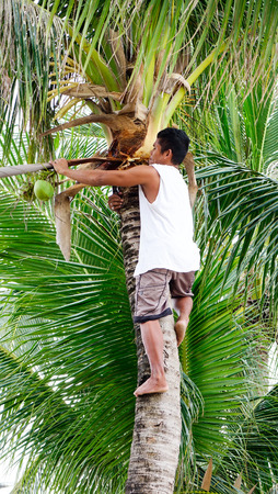 Boracay, Philippines - Dec 17, 2015. A man climbing up to coconut tree for harvest coconut in Boracay, Philippines.のeditorial素材