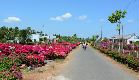 Ben Tre, Vietnam - Jan 31, 2015. People riding scooter on rural road with Bougainvillea flower plantation in Mekong Delta, Vietnam.のeditorial素材