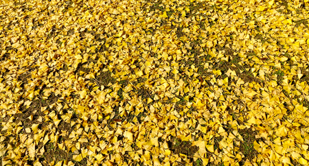 Autumn scenery with many yellow ginkgo leaves in Nara, Kansai, Japan.のeditorial素材