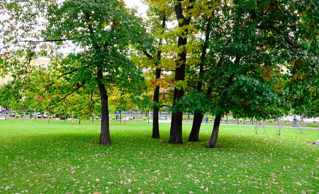 Autumn trees at the park near Kremlin Palace in Moscow, Russia.の写真素材