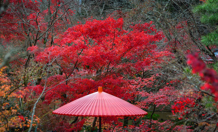 Red umbrella with many autumn trees at the garden in Kyoto, Japan.の写真素材