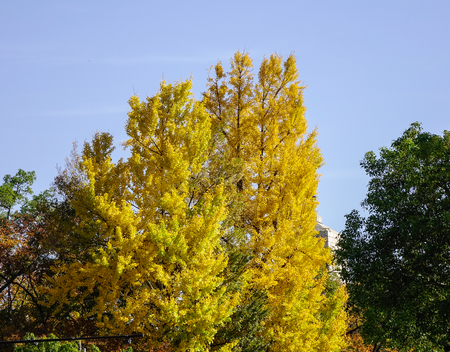 Autumn scenery with many trees at the sunny day in Osaka, Japan.