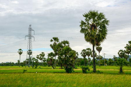 Landscape of countryside in Mekong Delta, southern Vietnam. Rice fields with palm trees in Chau Doc, An Giang.の写真素材