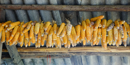 Ripe dried corn cobs hanging at the wooden house of Hmong People in Northern Vietnam. Hmong, ethnic group living chiefly in China and Southeast Asia.の写真素材