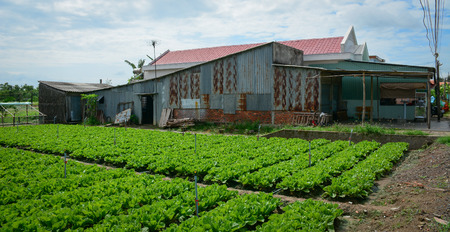 The poor house with vegetable field in Mekong Delta, Vietnam. 2.6 million ha in the Mekong Delta are used for agriculture, which is one fourth of Vietnam's total.の写真素材