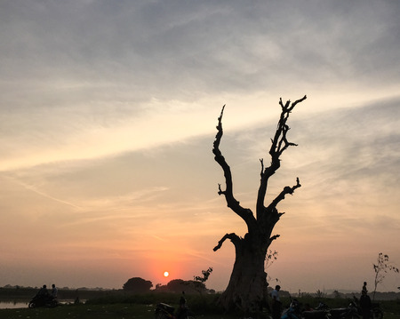 Dead tree at sunrise in Mandalay, Myanmar (Burma).の写真素材