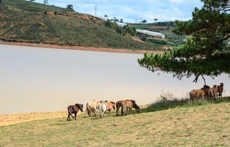 Horses on the hill with lake in Dalat, Vietnam. Dalat is a city located on Lang Biang highlands â part of the Central Highlands region of Vietnam.のeditorial素材