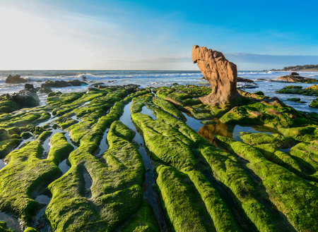 Idyllic tropical sea in sunny day. Beautiful beach with green moss under blue sky.の写真素材