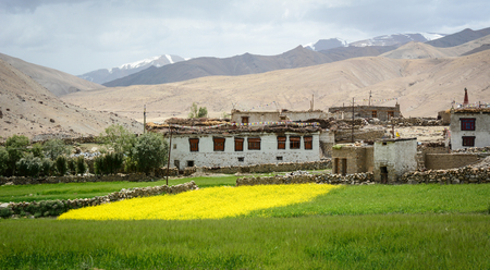 Mustard flower field with a Tibetan village in Leh, Ladakh, India. Ladakh is one of the most sparsely populated regions in Jammu and Kashmir.の写真素材