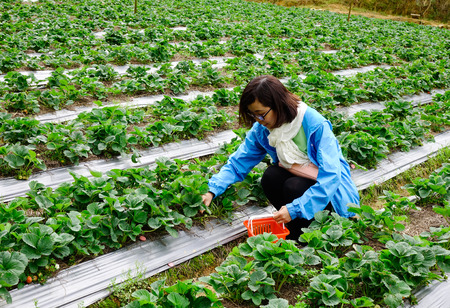Lam Dong, Vietnam - Nov 11, 2016. A woman harvesting on the strawberry field in Dalat, Lam Dong, Vietnam. Da Lat is also known as an area for scientific research in the fields of biotechnology.のeditorial素材