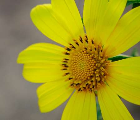 Macro of Mexican sunflower at the forest in Dalat, Vietnam. Dalat's specific sights are pine wood...