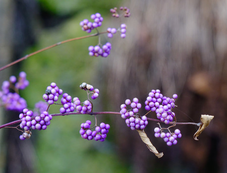 Shrub Callicarpa (Lamiaceae) with purple berries in winter.の写真素材
