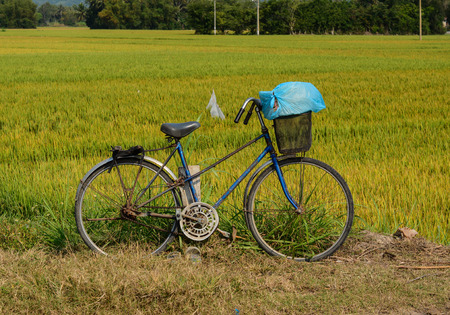 Rice field with a bicycle at the sunny day in Can Tho, Mekong Delta, southern Vietnam. Southern Vietnam covers the Mekong Delta, the extreme southern end of the Mekong River.の写真素材