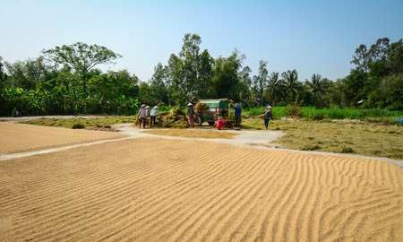 Mekong Delta, Vietnam - Mar 23, 2016. People harvesting and drying rice on the field in Mekong Delta, Vietnam. 2.6 million ha in the Mekong Delta are used for agriculture.のeditorial素材