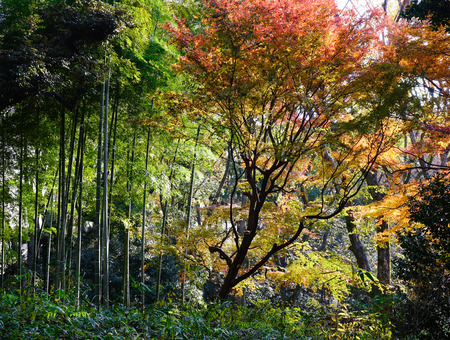 Bamboo with maple trees at Rikugien gardens in Tokyo, Japan. Rikugien is often considered Tokyo's most beautiful Japanese landscape garden.のeditorial素材
