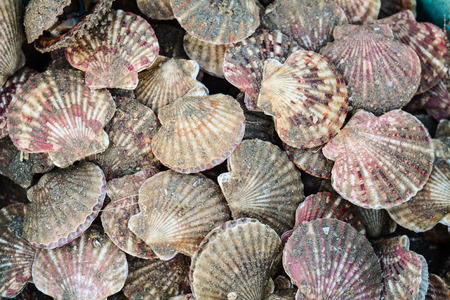 Fresh mussels at a fishing market in Phan Thiet, southern Vietnam.の写真素材