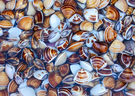 Fresh clams at a fishing market in Phan Thiet, southern Vietnam.のeditorial素材