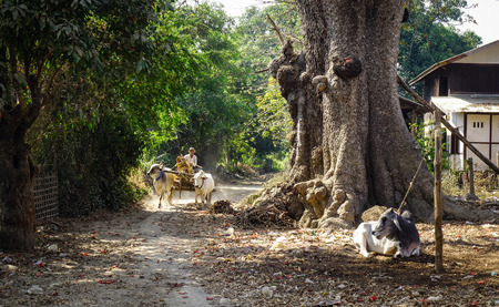 Mandalay, Myanmar - Feb 10, 2017. An ox cart on rural road in Mandalay, Myanmar. Mandalay is the second-largest city and the last royal capital of Myanmar (Burma).のeditorial素材