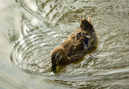 A duck swimming on the lake in the sunriseの写真素材