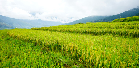 Terraced paddy rice field at the Sopsokha village, Bhutan. Agriculture has a dominant role in Bhutan's economy. Most of the population is involved in agriculture.の写真素材