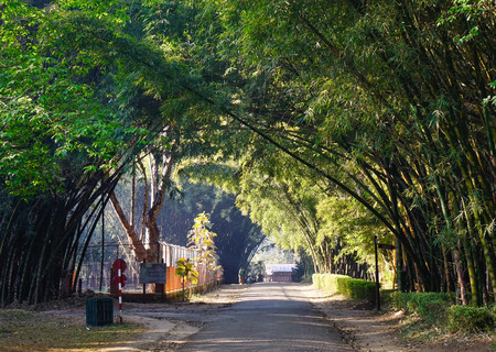 Pyin Oo Lwin, Myanmar - Feb 12, 2017. Bamboo forest at the Botanic Garden in Pyin Oo Lwin, Myanmar. The park has been used to promote extensive ecotourism in Myanmar.のeditorial素材