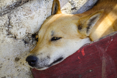 A dog sleeping at the old house in Yangon, Myanmar.の写真素材