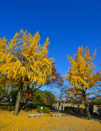 Osaka, Japan - Nov 26, 2016. Landsacpe of the city park with many trees in Osaka, Japan. Osaka is Japan second largest metropolitan area after Tokyo.のeditorial素材