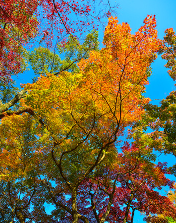 Autumn scenery with many trees at the sunny day in Osaka, Japan.のeditorial素材