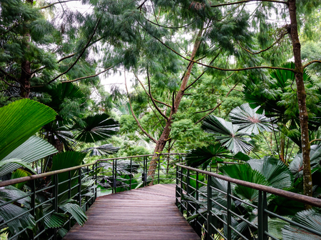 Wooden bridge with many green trees at the public park