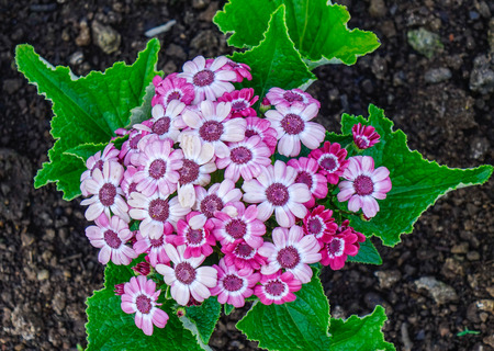 Beaitiful purple pansy flowers under sunlight in the eco park. Close up.の写真素材