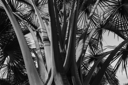 A palm tree at the park in Marina Bay, Singapore. Close up.の写真素材