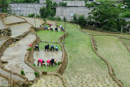 Sapa, Vietnam - May 30, 2016. Farmers working on the terraced rice field in Sapa, Vietnam. Sa Pa is a quiet mountain town and home to a great diversity of ethnic minority peoples.のeditorial素材