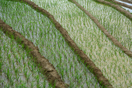 Close-up of terraced rice field at rain season in Sapa, Vietnam. The terraced rice fields in most of the mountain areas in the North of Vietnam.の写真素材
