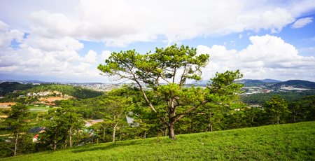 Pine tree forest at sunny day in Dalat Highlands, Vietnam. Da Lat specific sights are pine wood with twisting roads and tree marigold blossom in the winter.の写真素材